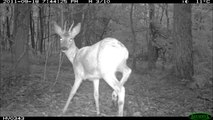 Roe deer rubbing its antlers - territory marking