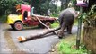 Elephant loading heavy timber to truck (Lorry) in Kerala