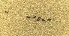 This Tiny Ant Traffic Jam Is Hilarious