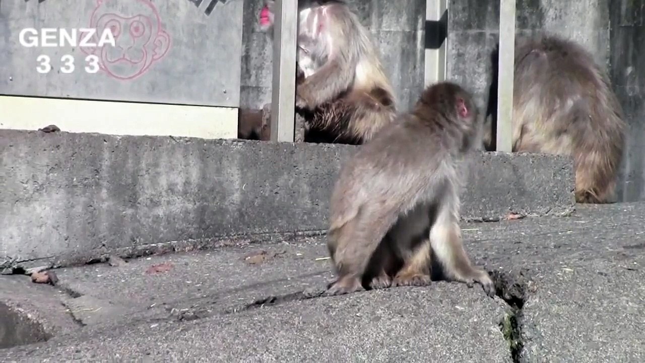 Big Screaming monkey:animal video