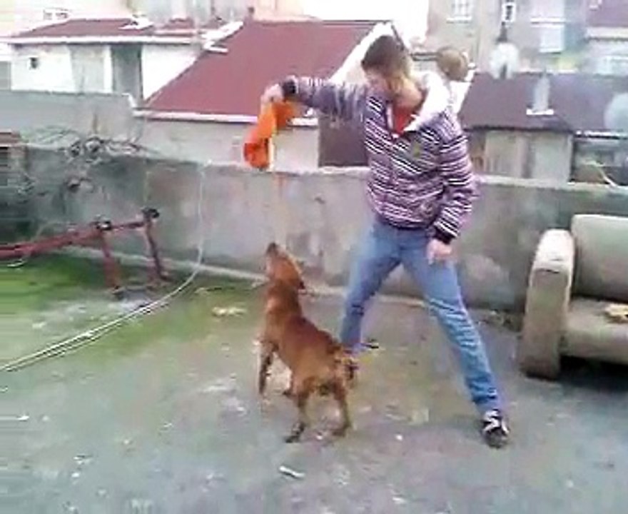 pitbull paşa, american pitbull terrier, pitbull power