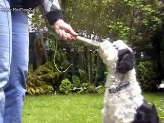 Download Video: Talentierter Vierbeiner Tobi zeigt einige seiner Hundetricks