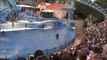 Superb Dolphin Performance, Great Stuff at Sea World, San Diego - USA Holidays