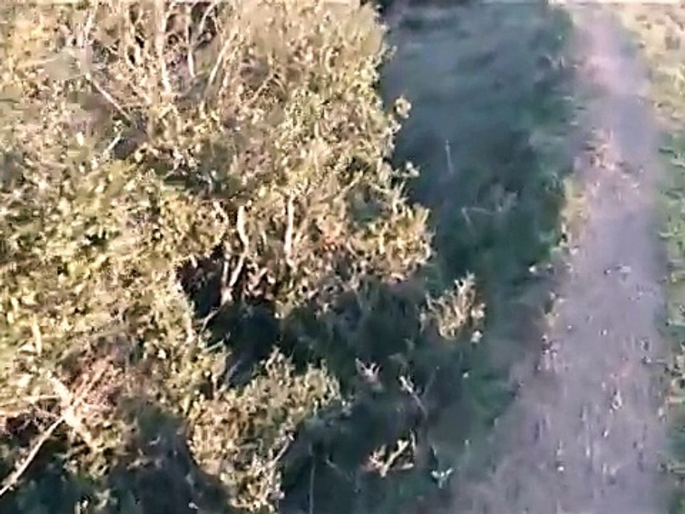 29 01 2009 ΚΥΝΗΓΙ ΛΑΓΟΥ ΜΕ ΗΜΙΑΙΜΑ ΛΑΓΟΣΚΥΛΑ
