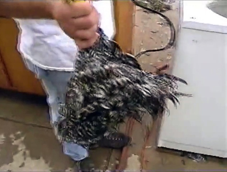 Une machine pour plumer vos poulets très facilement