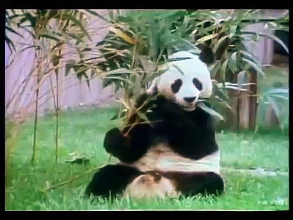 Sesame Street - Giant Panda