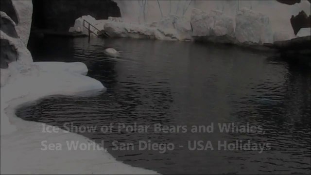 Ice Show of Polar Bears and Whales, Sea World, San Diego - USA Holidays