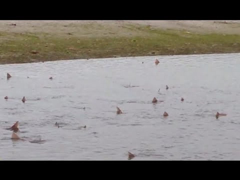 Shark invasion: Dozens of predators gather off Sussex coast in UK