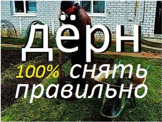 Дёрн . Как правильно снять дёрн ?/ Дача / Сад / Огород