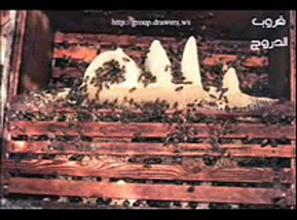 Miracles-معجزات