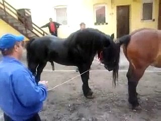 Armasar monta Nelutu Poiana Marului2