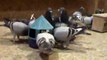 Racing pigeon breeders feeding time ProPigeon Racing Loft