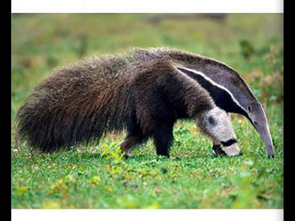 The World's Strangest Animals