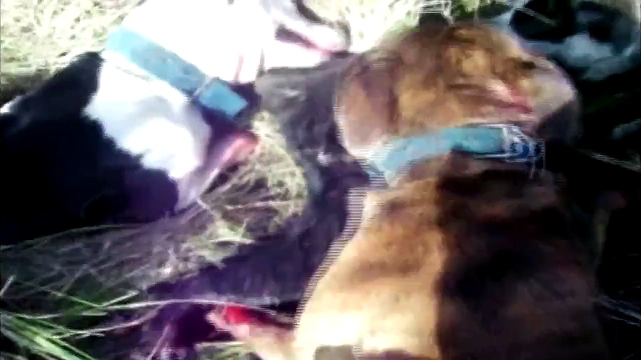 caza de jabali con perros en la costa...5