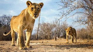 Animals Shot With A Hidden Camera