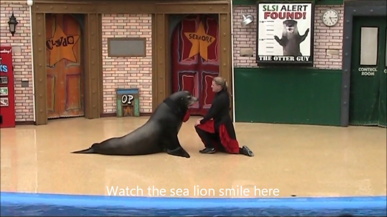 Smiling Sea Lion Doing the Tango, Sea World, San Diego - USA Holidays