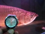 The Biggest Jardini Arowana I Ever Saw