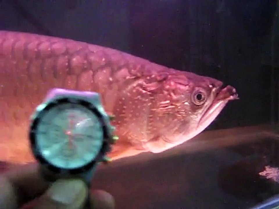 The Biggest Jardini Arowana I Ever Saw