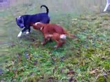 cocker spaniel vs. blue pitbull and american bulldog.AVI