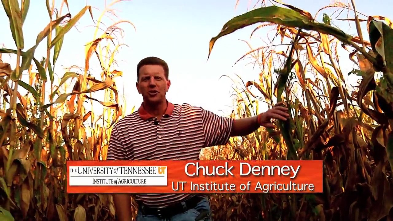 Haunted Corn Maze