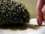 my hedgehog eating worms ahha