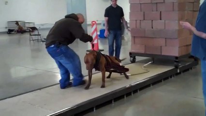 Utah Working Dogs pull over 5000 pounds!