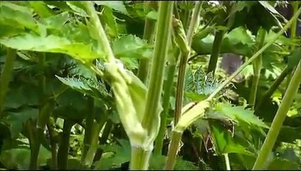 Cow Parsnip (Heracleum maximum), Dorris Ranch, Springfield, Oregon