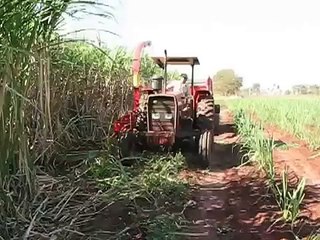 MF-292 Cortando Cana-de-açúcar