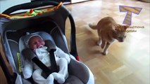 Gatos E Cães Reagem Aos Bebês - Animal Bonito