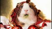 Funny Christmas Animals, Cute And Funny Pictures Of Animals