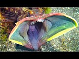 Real Sea Monsters - Real Sea Creatures - Deep Sea Montsers