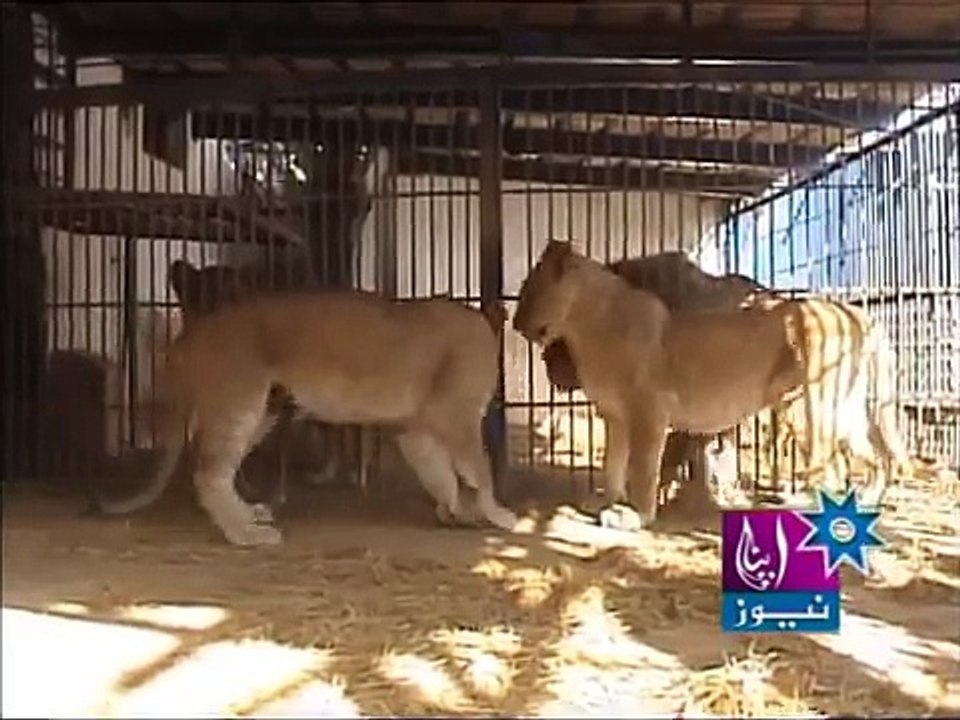 Dera Taji Khokhar Report By Hammad Balghari