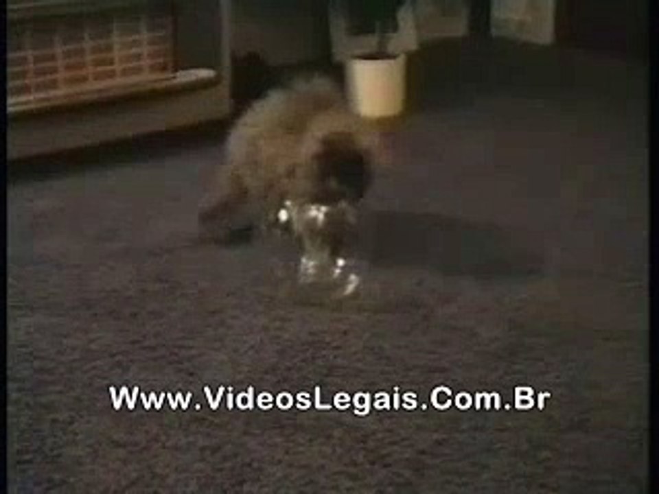 Cat gets in fishbowl