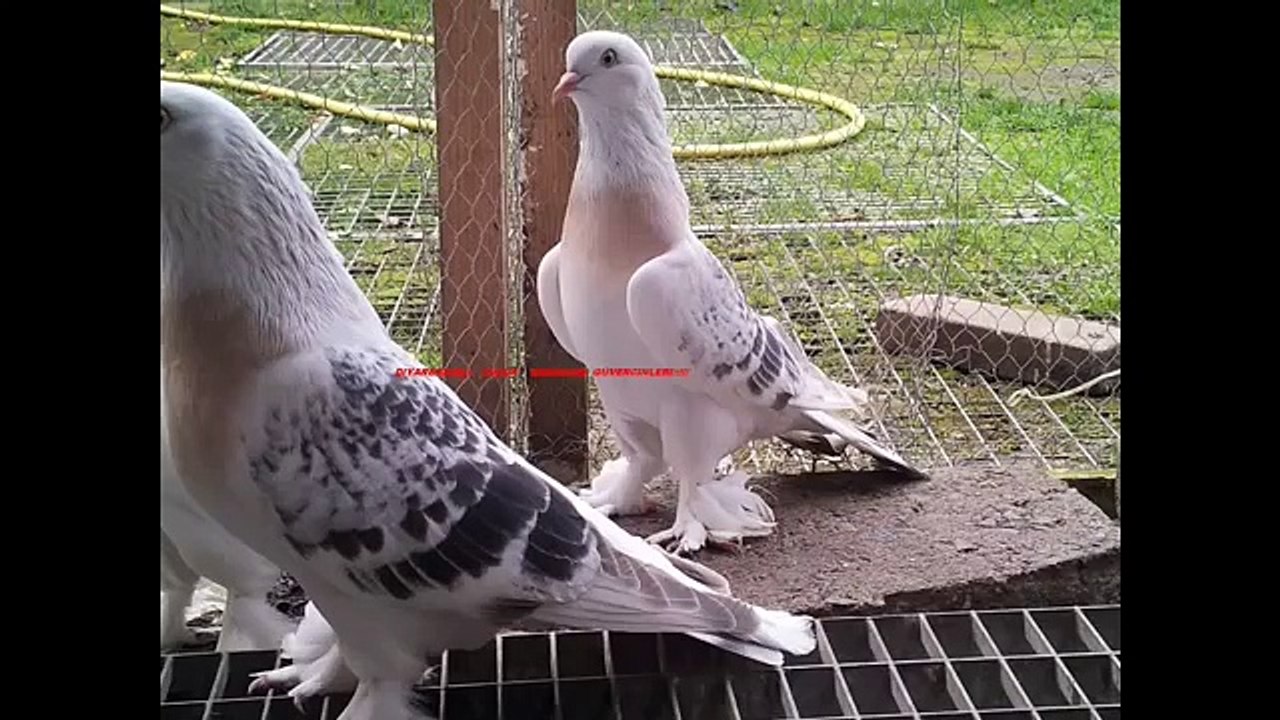 Takla Güvercin Sebab Kürenk Miski 2013 Almanya