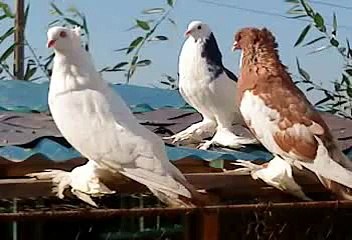 porumbei ornament de vanzare. caransebes 0767011148