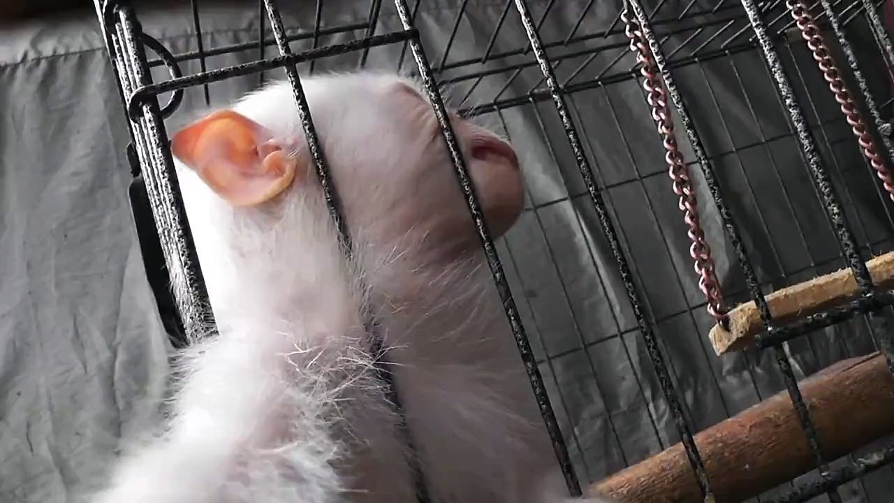 Monkey White Macaque Reaches For Camera Pramuka Animal Market Indonesia