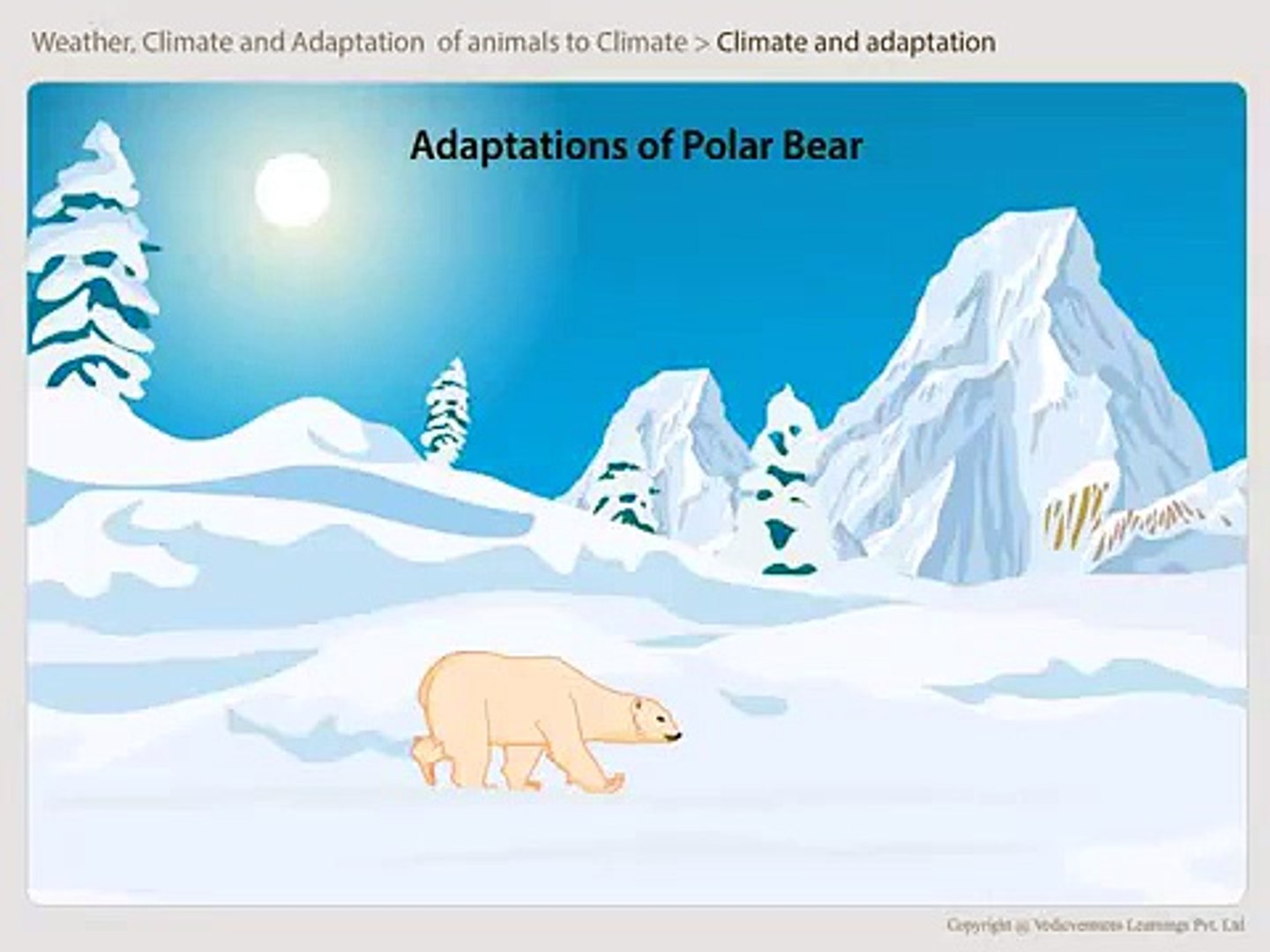 06 Adaptations of animals in polar regions - video Dailymotion