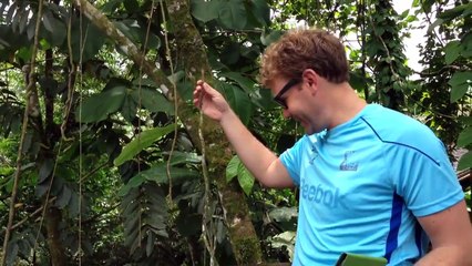 Tropical Rainforest Adaptations