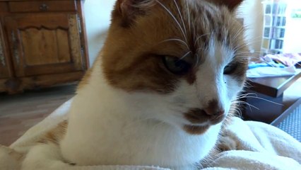 Ronronthérapie de Biscotte Marie.