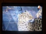 Leopardos de Amur. Leopardos de la tundra, de los bosques helados..¿ya extintos?