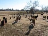 Alpacas are excited on a warm winter day , so they pronk up and down the hills