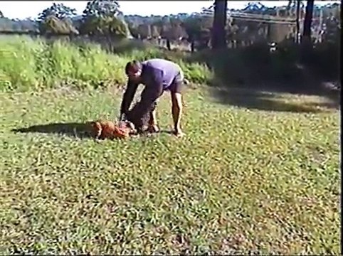 Staffordshire Bull Terriers