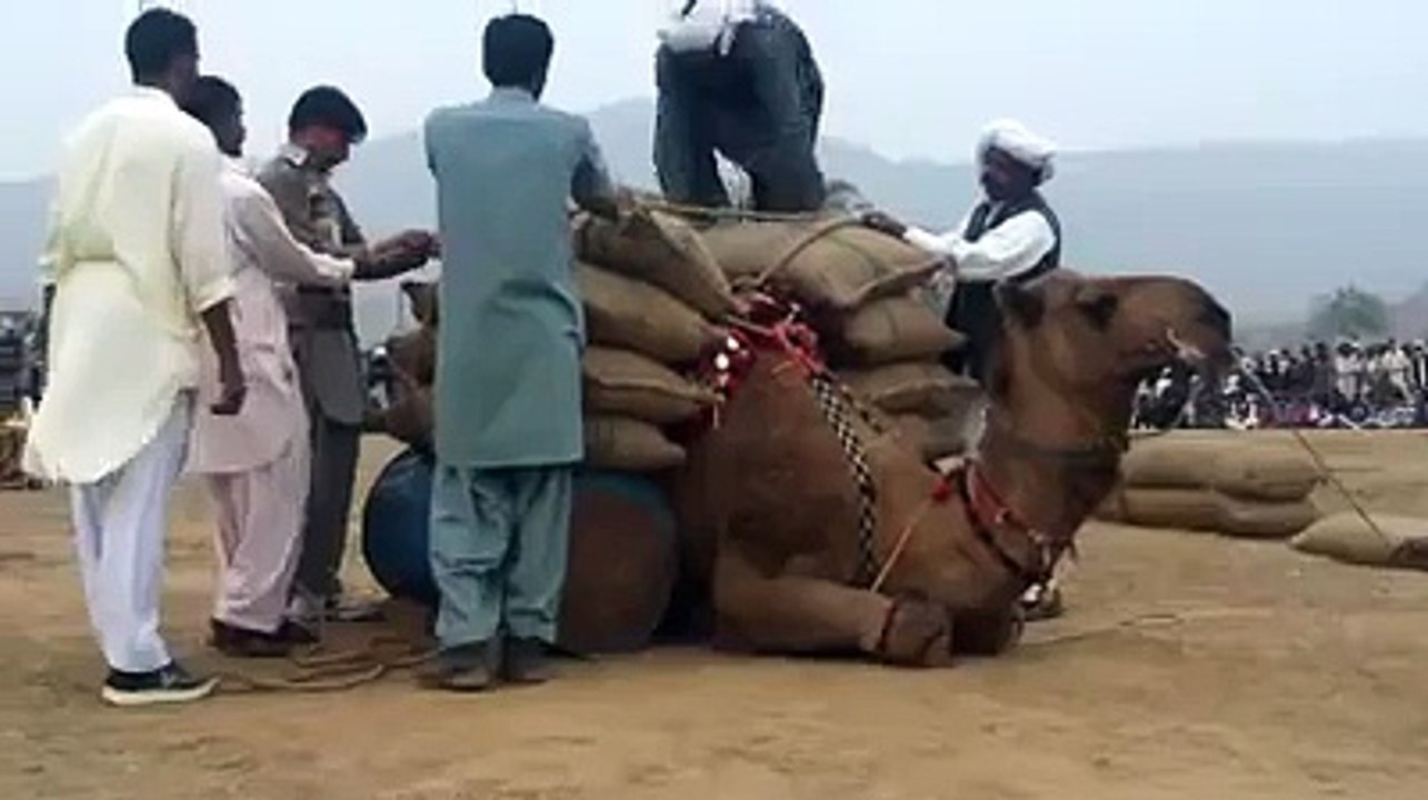 Camel Weight Lifting