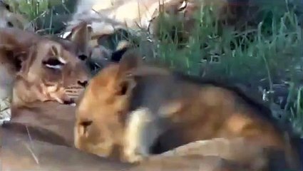 Lions Documentary- Game of Champions - Animal Planet - Special Biggest Africa Animals