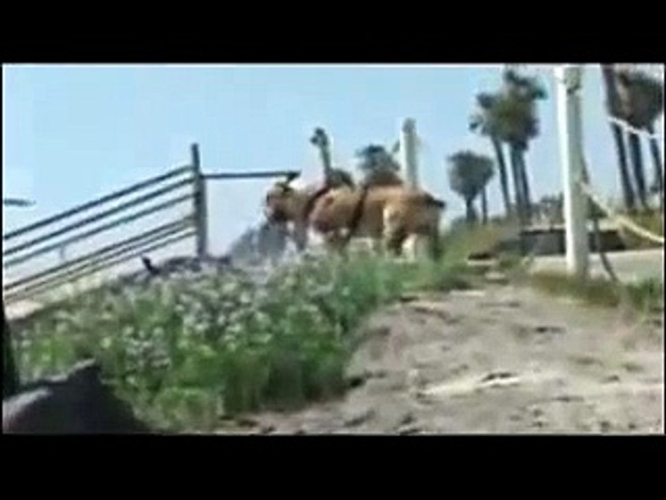 grappig en leuke dieren