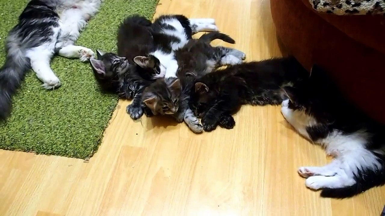 Polydactyl Maine coon kittens