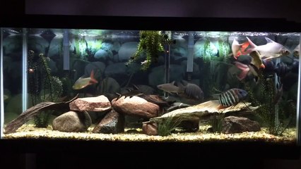 Tinfoil Barbs and Bala Sharks