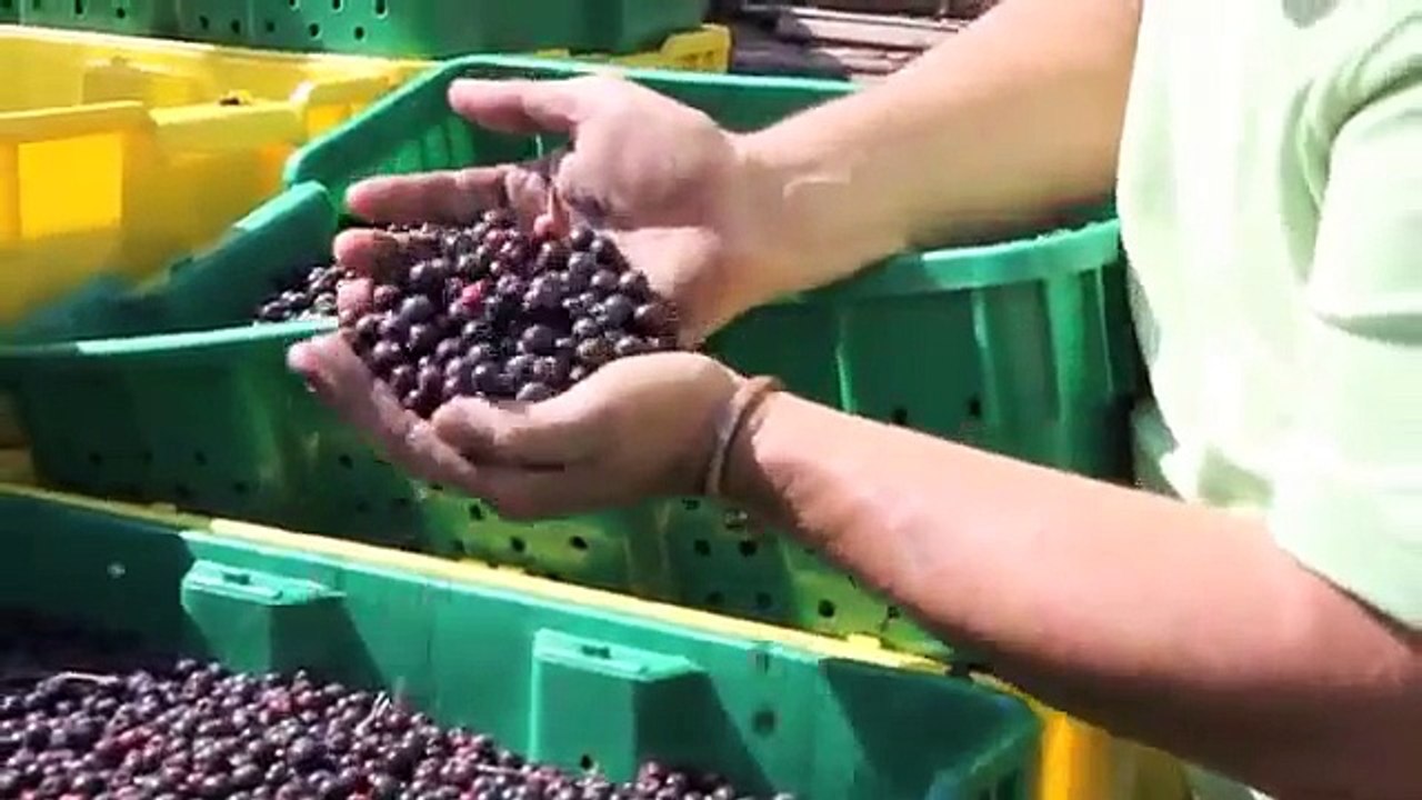 Growing Saskatoons at The Saskatoon Farm