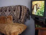 gatto Orso guarda la tv
