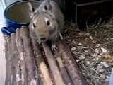 Degu Joris squeeking